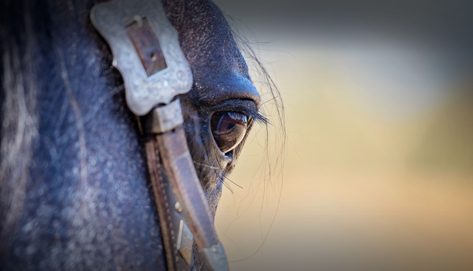 Close-up of a blue roan horse’s eye beside a silver-trimmed headstall