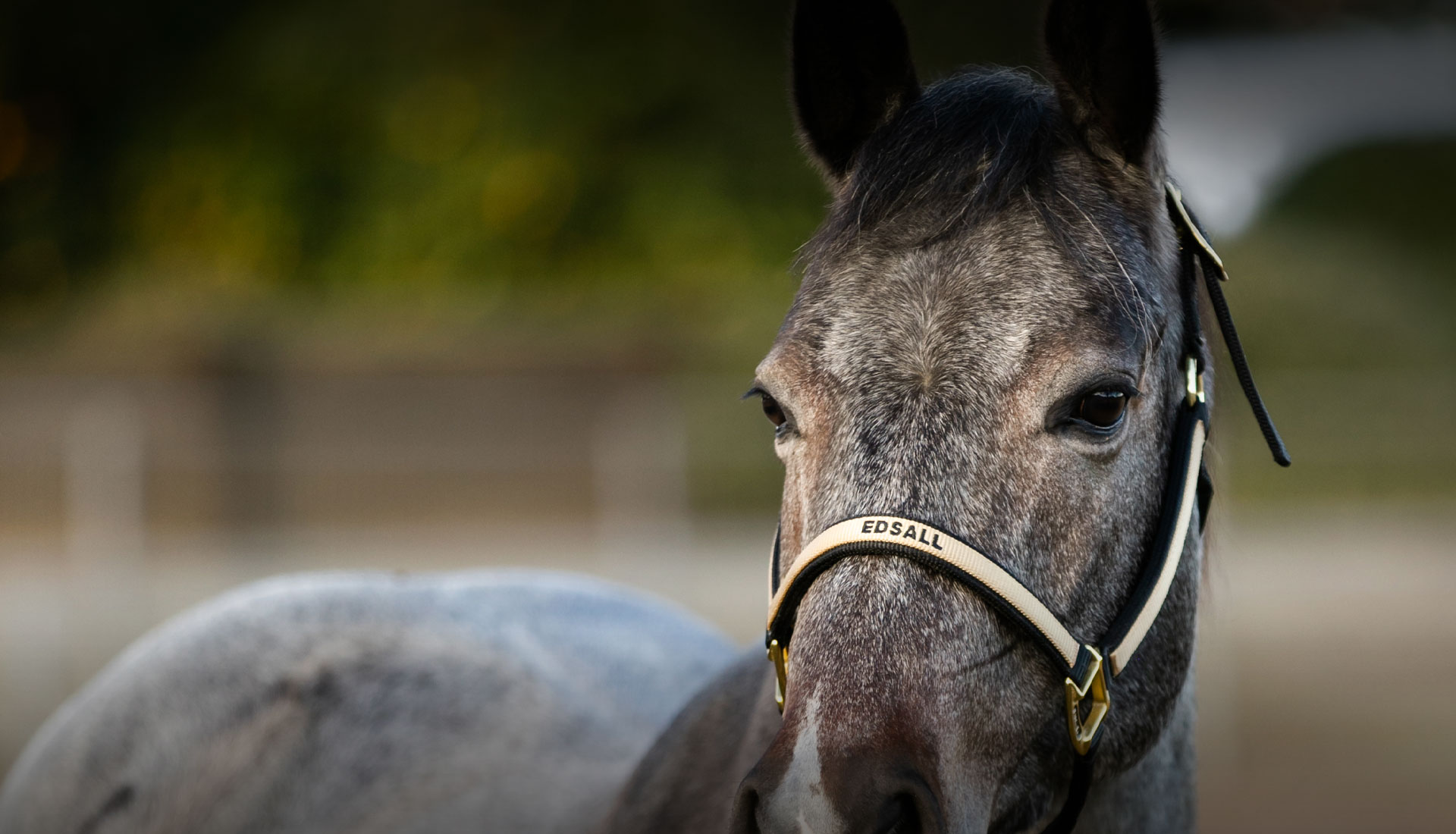 The Finances of Breeding