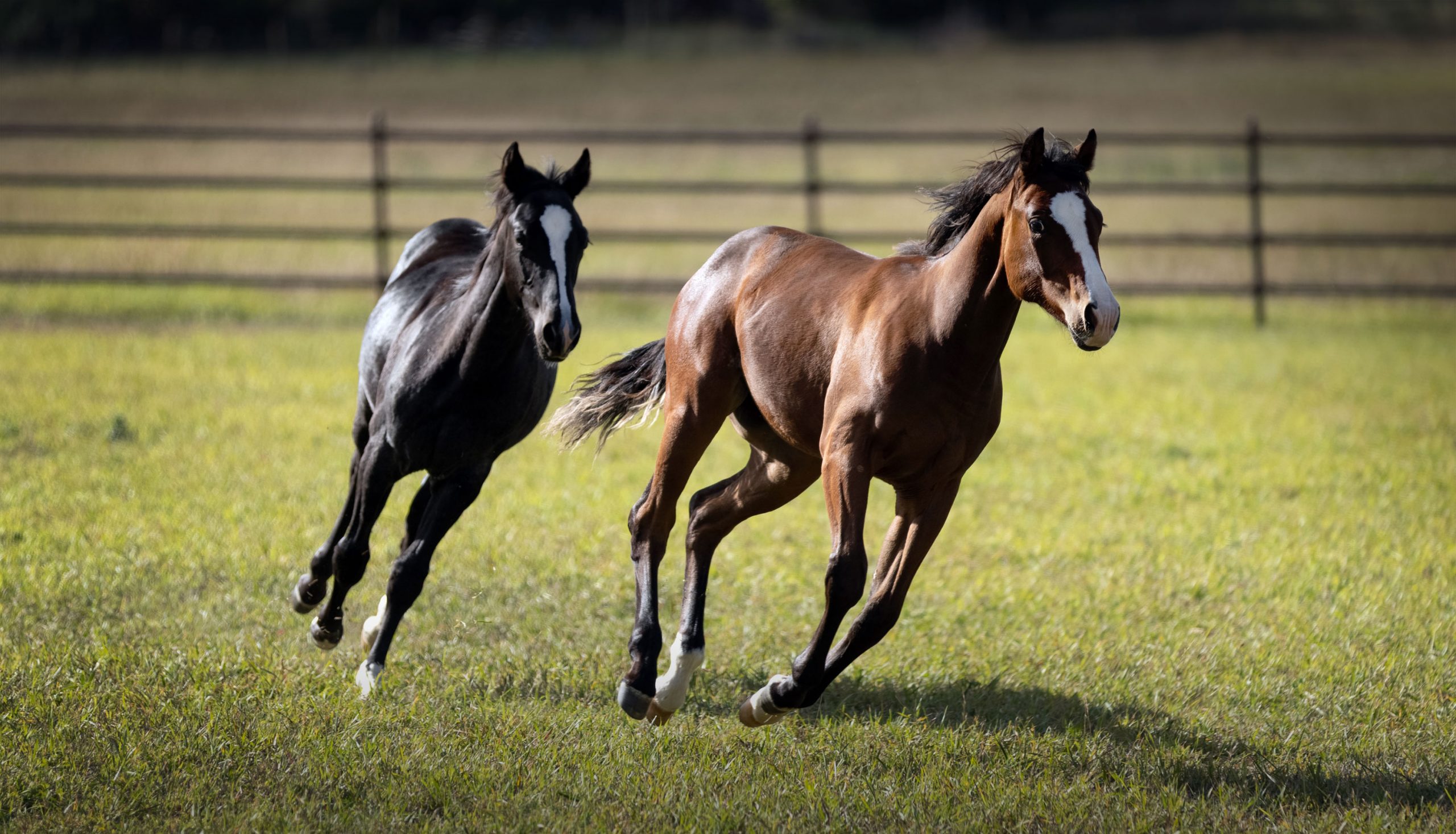 2024 Foals