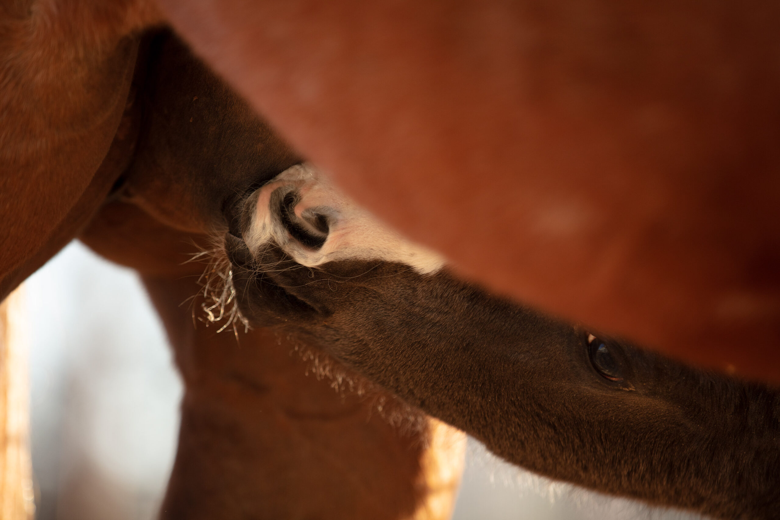 Breeding Your Mare