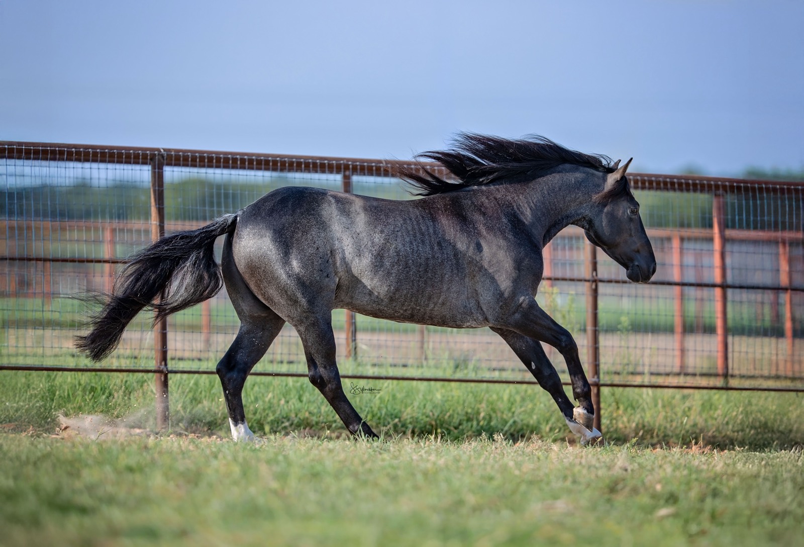 The Midnight Train loping in the pen