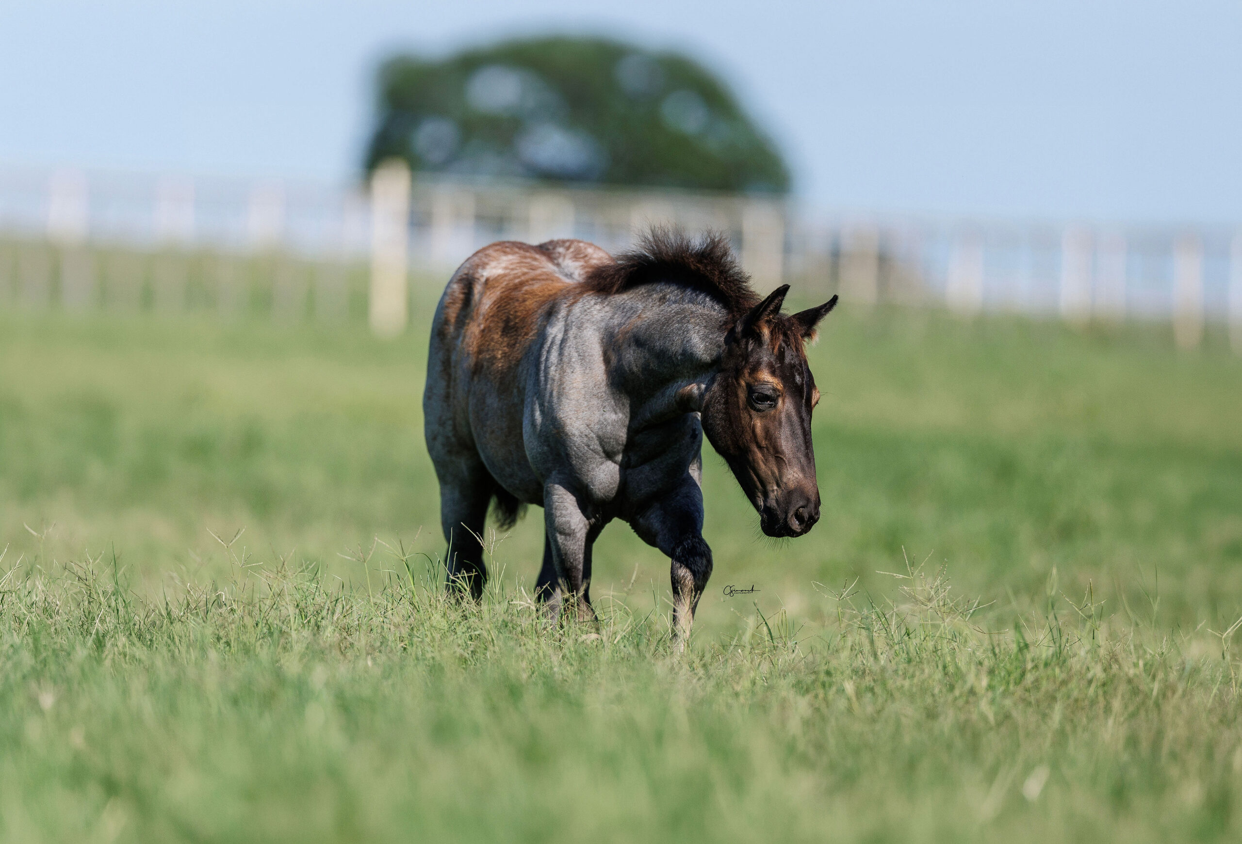 A blue roan Servi foal walking through the pasture