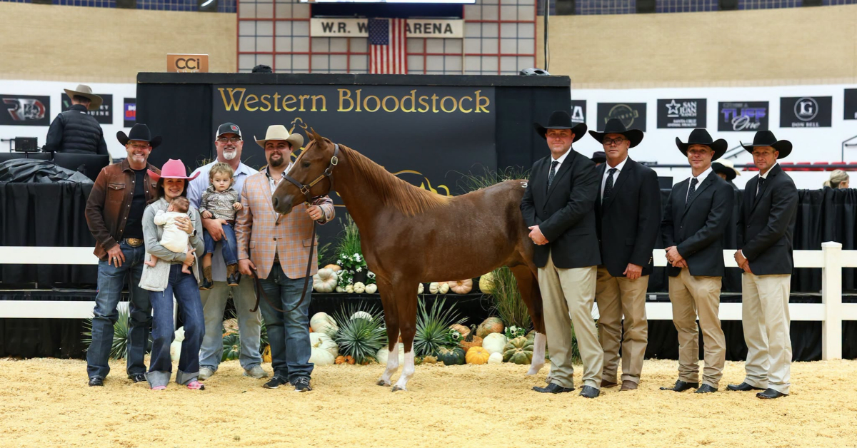 Heartbreak Express in the Western Bloodstock sale ring after selling for $200,000