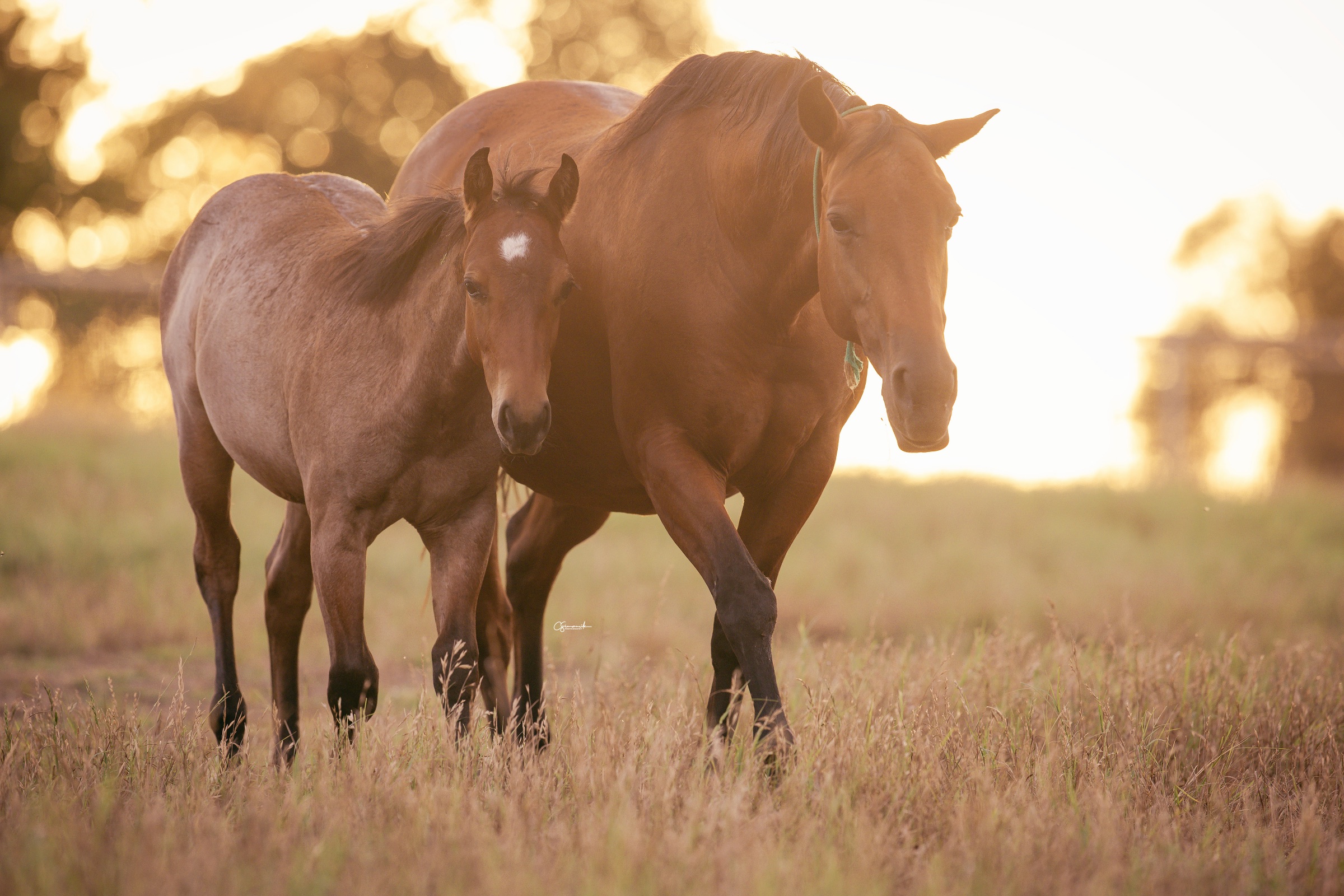 A Servi mare and her foal walking through tall grass at sunset