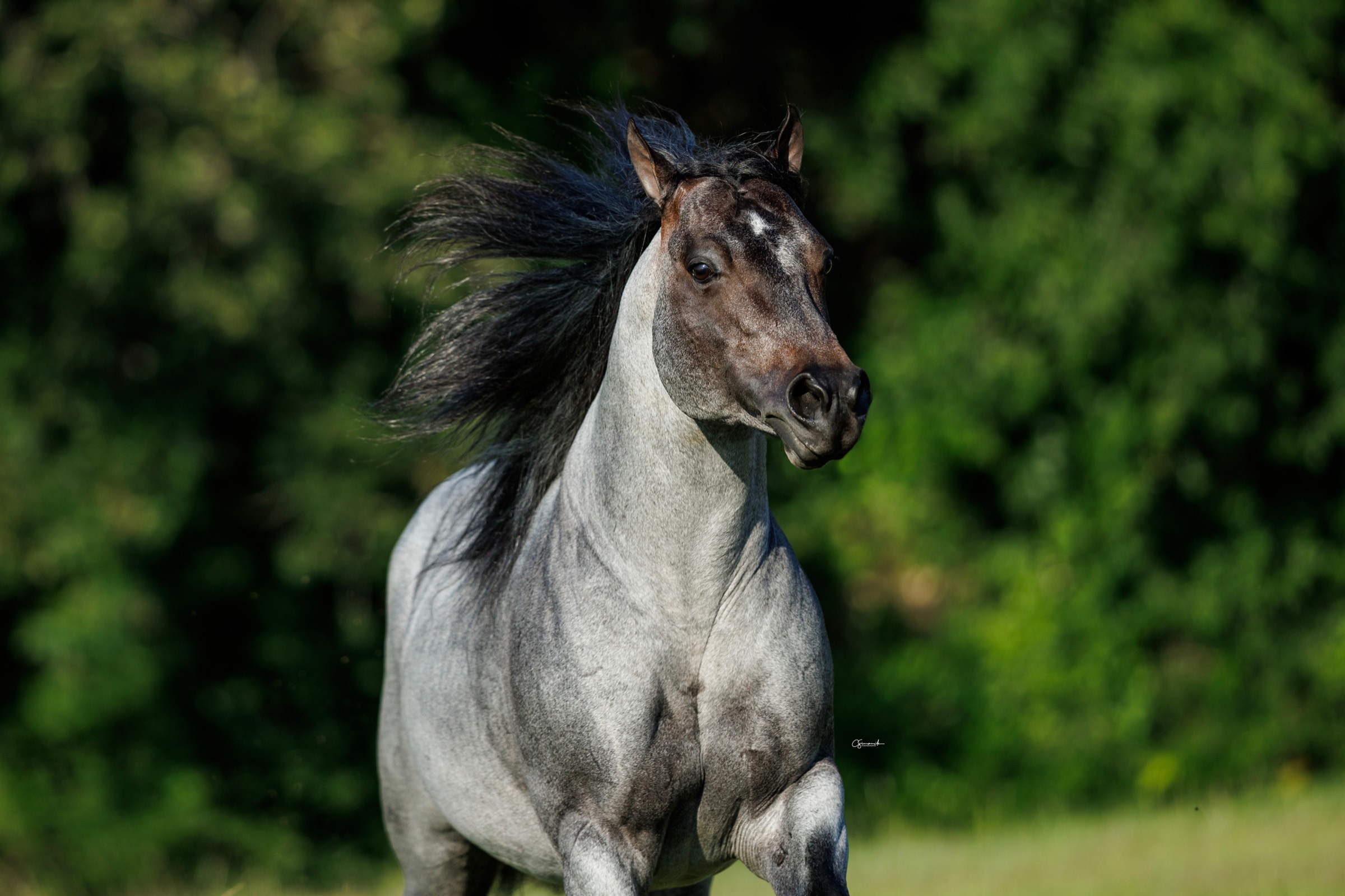 Bet Hesa Boon, a bay roan stallion, running through summer pasture with his mane up