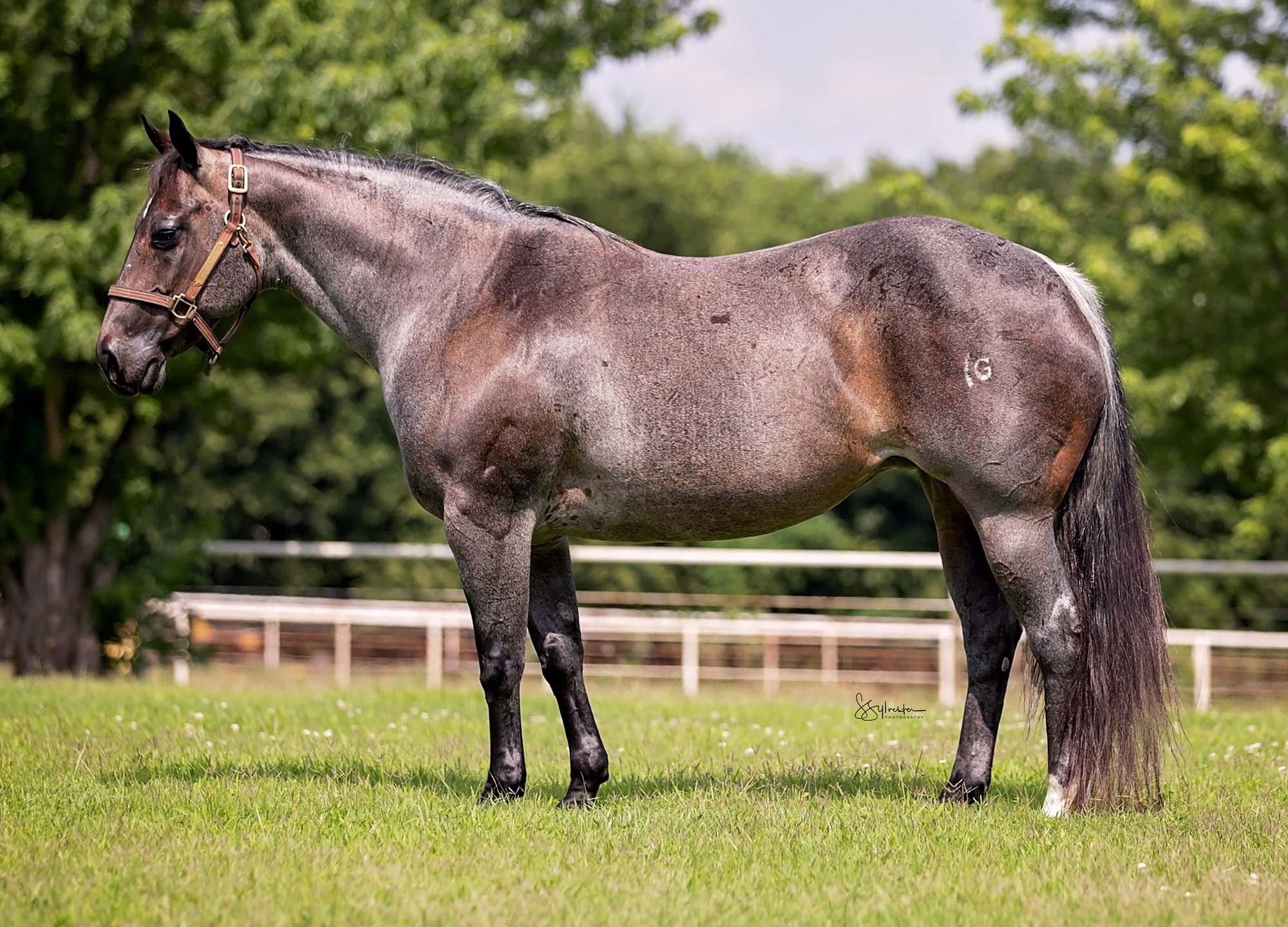Flo N Blu Boon, a blue roan mare, standing in profile in green pasture