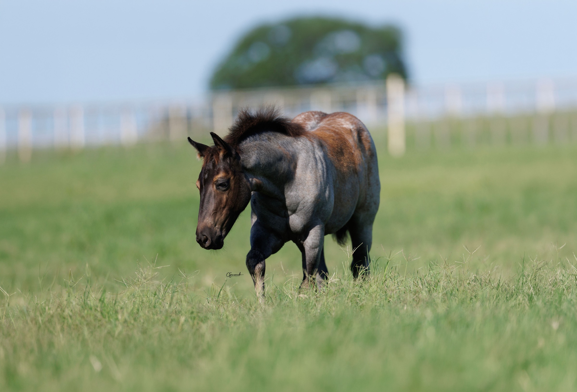 A blue roan foal walking through tall summer pasture at Servi Quarter Horses