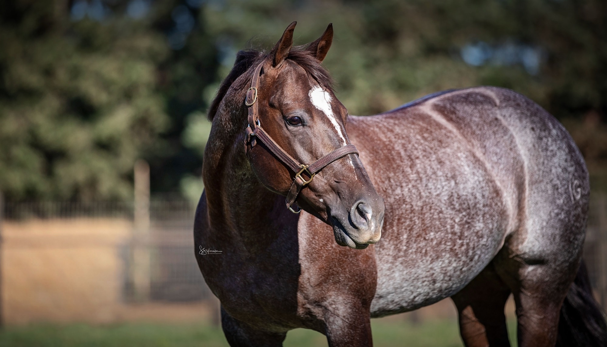 Metallic Train, a red roan mare with a star, turning to look over her shoulder