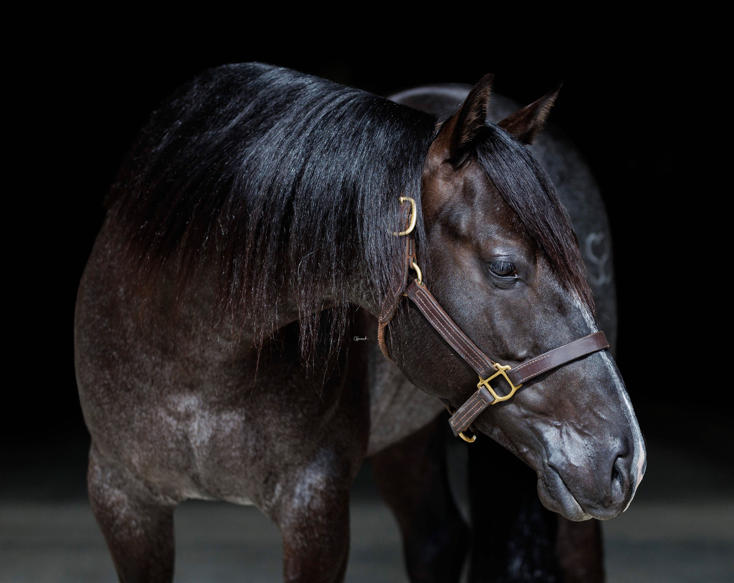 The Midnight Train, a black stallion, photographed against a black ground with his head lowered