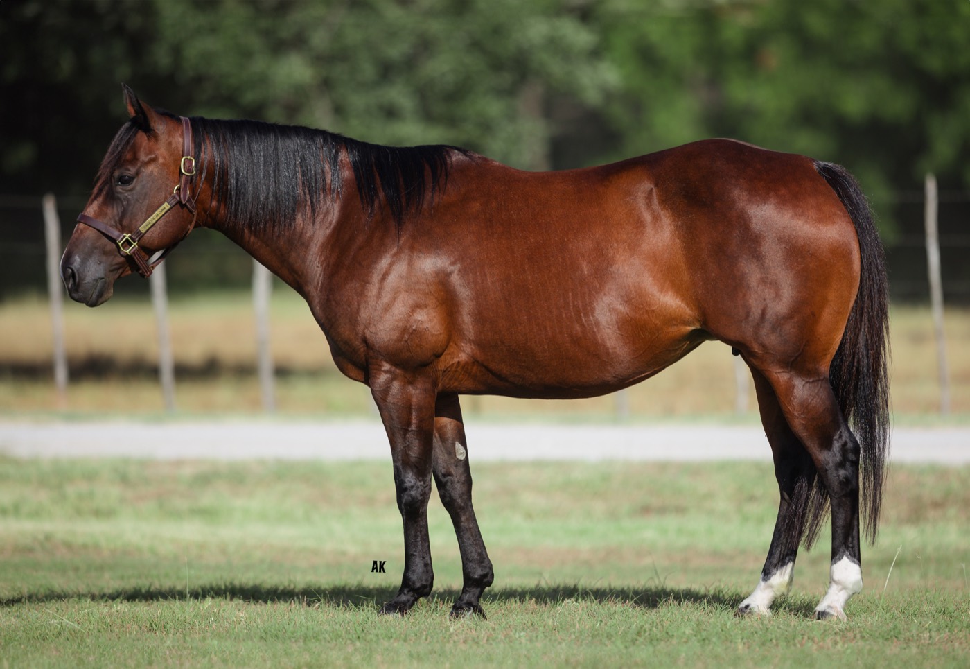 Wild Haired Lilly, bay mare