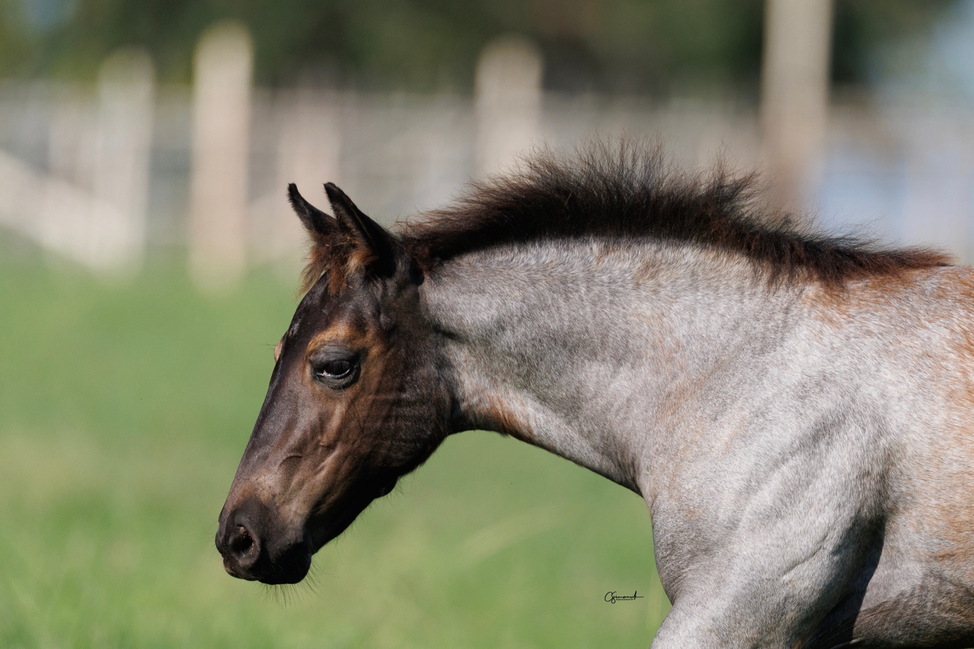 A blue roan Servi foal in the pasture, July 2025